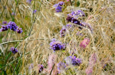 Parkta, çimenlerin sarı kulaklarının arasında mor ve pembe çiçek sepetleri yetişir. Rüzgar bitkileri çırpar ve kırılgan canlı bir buket elde edilir..