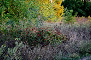 Ön planda kırmızı böğürtlenli, leylak ve yeşil çimlerle çevrili bir gül ağacı var. Batan güneşin batan ışınları akasya üzerine sarı yapraklar çizmiştir.. 