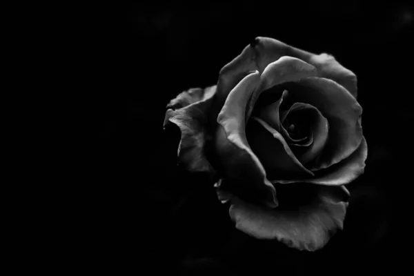Schwarze Und Weiße Rose lizenzfreie Stockbilder