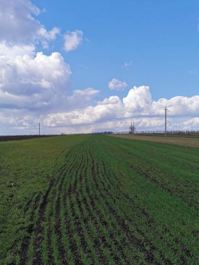      Mavi gökyüzü gri bulutlar ve bahar otları
