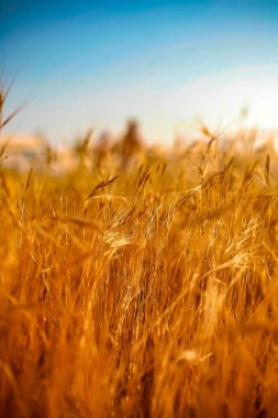 Tarlada buğday kulakları