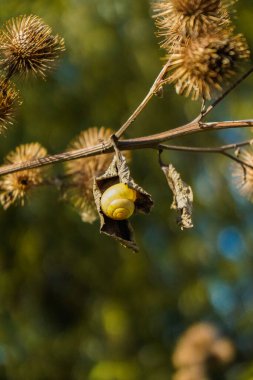 Kurumuş bir yaprağın üzerinde, ormanda bir salyangoz. Bulanık orman arka planı
