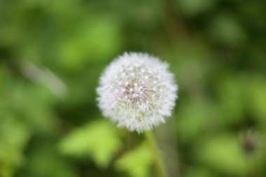 Bulanık yeşil alan arka planında karahindiba