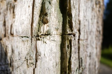 Güzel bir parkta dilimlenmiş yaşlı ağaç.