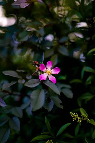 Дикие Цветы Размытом Фоне Красивого Парка — стоковое фото