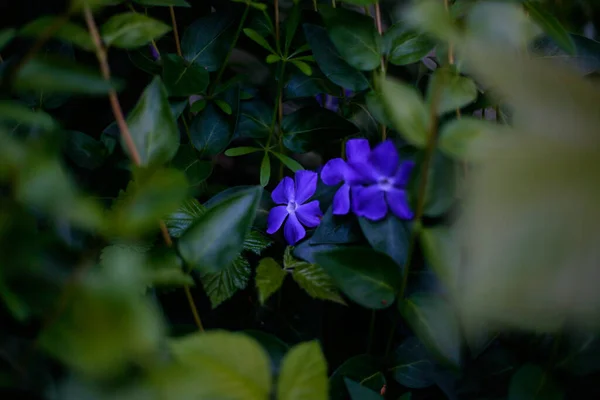 Lilac Blomma Suddig Grön Bakgrund — Stockfoto