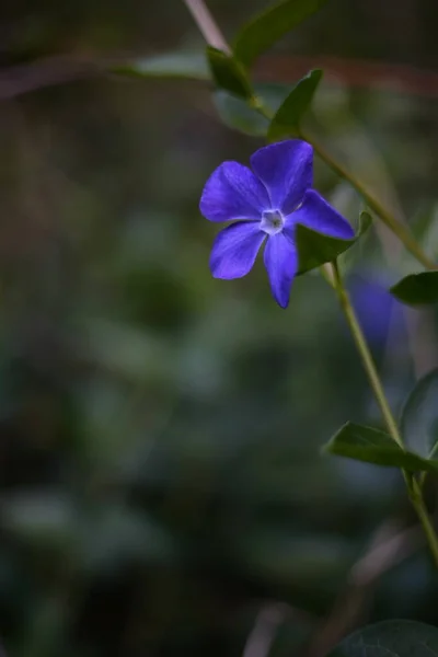 Flor Lila Sobre Fondo Verde Borroso — Foto de Stock