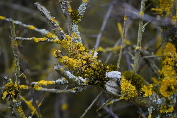 Moss Dry Branches Forest Tree — Stock Photo, Image