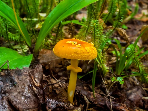 Orange Mushroom — Stock Photo, Image