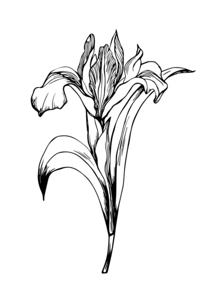 Çizimi Doodle Iris Çiçeği Beyaz Arka Planda Izole Edildi Vektör — Stok Vektör