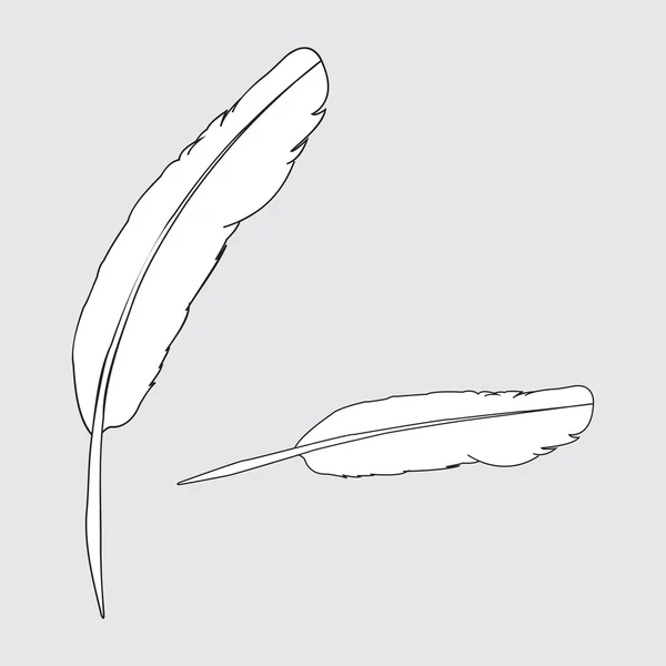 Image vectorielle de la plume de l'oiseau — Image vectorielle