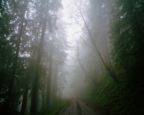 Muddy Forestry Road Entering Foggy Green Forest — Stock Photo, Image