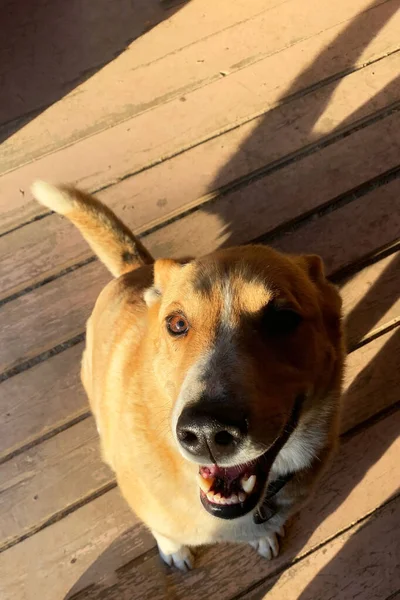 Happy Dog Brown Eyes Sunny Day Wood Floor Animals Friends — Stock Photo, Image