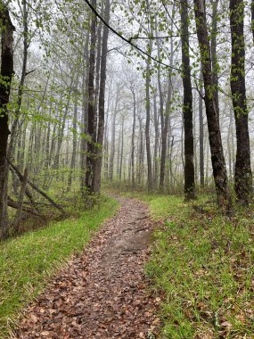 Yeşil yaz ormanlarında bir patika. Hafif sis