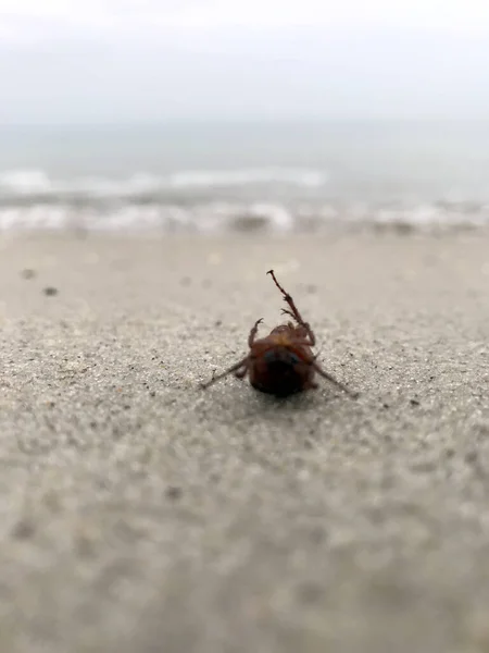 Inverted Beetle Onthe Sandy Shore Beetle Back — Stock Photo, Image