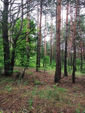 Sıcak bir yaz gününde Çam Ormanı