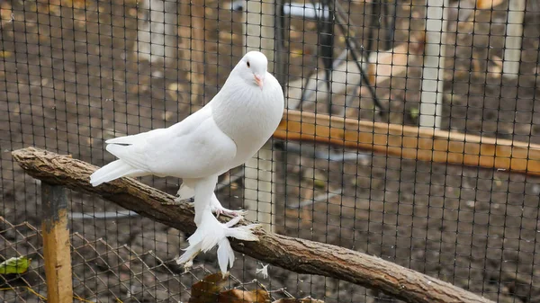 English pouter Decorative white pigeon with feather on its legs sitting on a branch in a cage. Beautiful originals various types breed pigeons. Special plumage. Domestic birds.