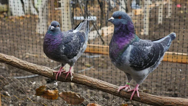 Deux Pigeons Allemands Modène Pigeons Colorés Décoratifs Beaux Originaux Différents — Photo