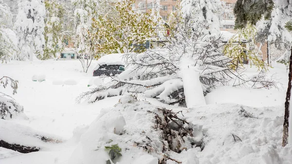 Firavun, nisan ayında ılıman bir bölgede yağışlı kar yağışı nedeniyle düştü. Şiddetli karla bahar çarpışması. Yüksek kalite fotoğraf