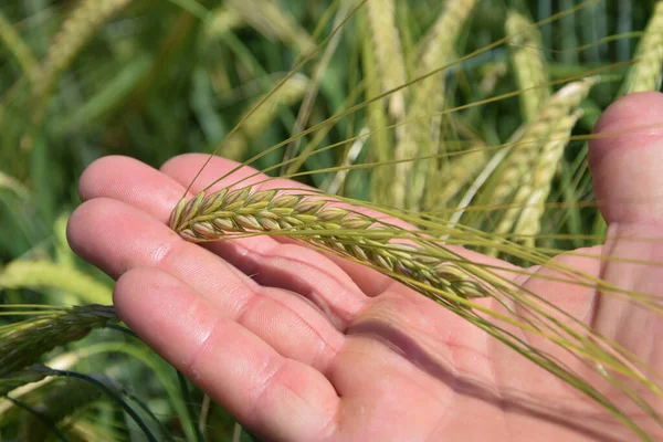 Farmer hand in a field holds green barley wheat. Plant analysis. the concept of smart agriculture. man farmer hand close-up crop harvest green field walk with grass agriculture farm