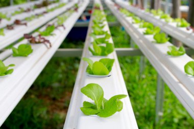 Kümesi-Hydroponic ve dikkatli bir şekilde büyümeye nasıl yetiştirilen adım.