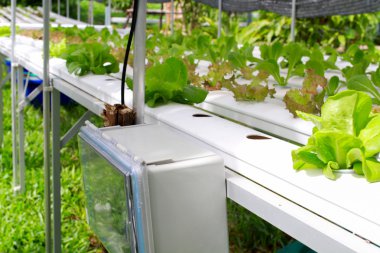 Kümesi-Hydroponic ve dikkatli bir şekilde büyümeye nasıl yetiştirilen adım.