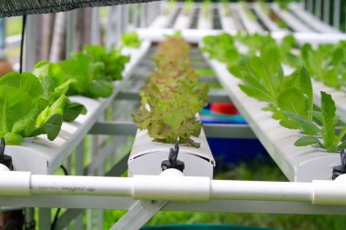 Kümesi-Hydroponic ve dikkatli bir şekilde büyümeye nasıl yetiştirilen adım.