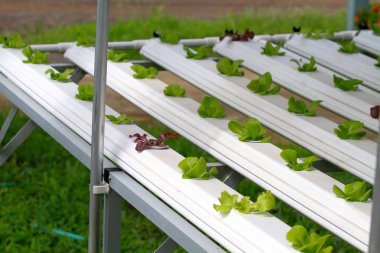 Kümesi-Hydroponic ve dikkatli bir şekilde büyümeye nasıl yetiştirilen adım.