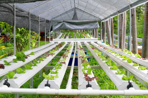 Kümesi-Hydroponic ve dikkatli bir şekilde büyümeye nasıl yetiştirilen adım.