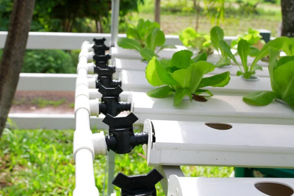 Step set-grown Hydroponic And How to grow carefully. — Stock Photo, Image