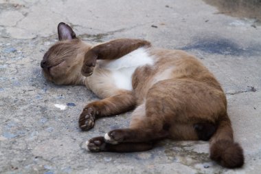 Kedi uyku üzerine Ground