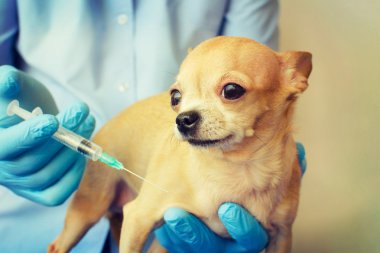 Köpek hayvan hastalıklarıyla ilgili. Tıp adamı ve chihuahua