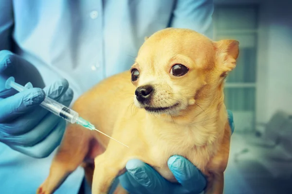 Dog veterinarian. Beautiful chihuahua