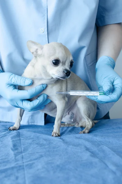 Köpek hayvan hastalıklarıyla ilgili. Güzel chihuahua