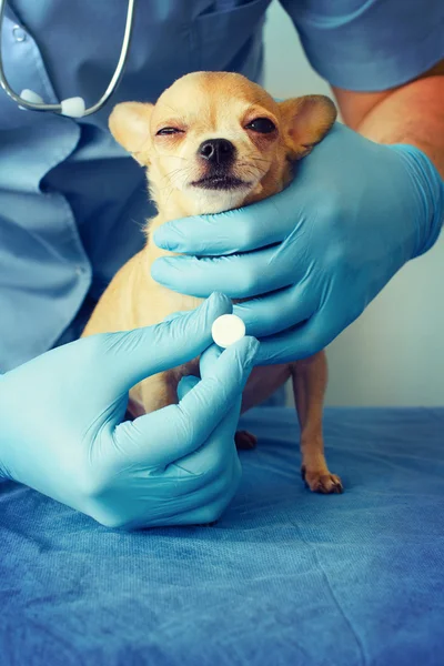 Dog veterinarian with dog