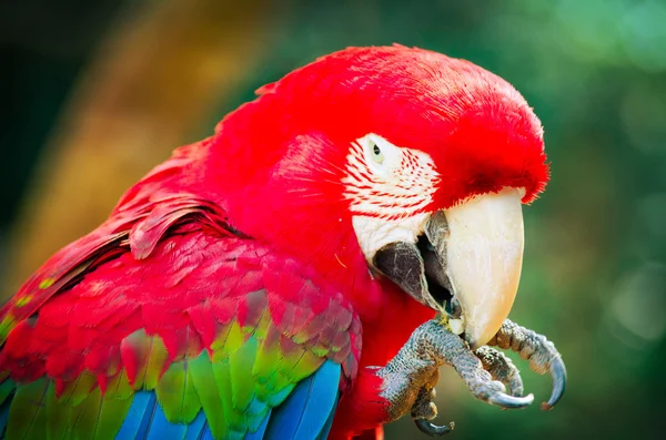 Schöner roter Haustierpapagei — Stockfoto