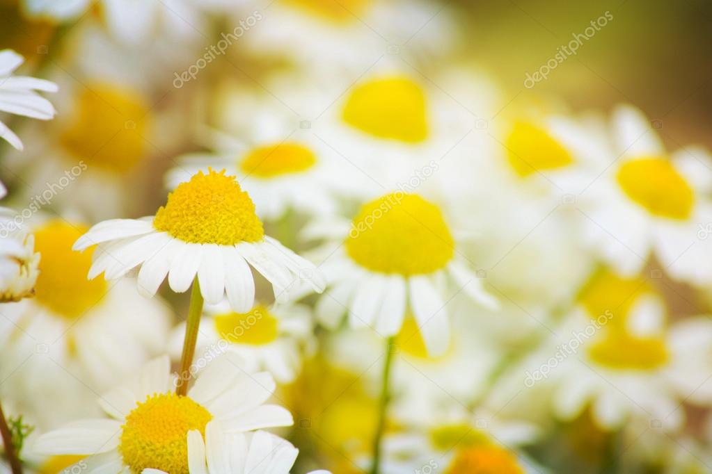 Field of daisy flowers