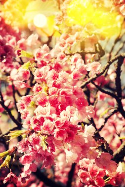 Parkta bahar çiçekleri