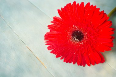 Kırmızı gerber çiçek. Doğa