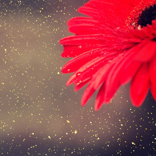 Gerber piros virág. Természet — Stock Fotó