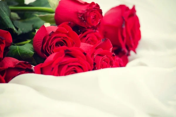 Belle rose rosse. Fiori — Foto Stock