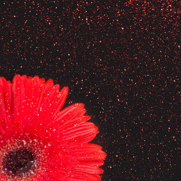 Bellissimo fiore di gerbero rosso — Foto Stock
