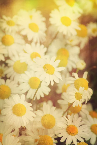 Campo de flores de margarida — Fotografia de Stock