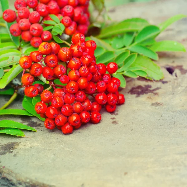 Rowan-berry on wooden background — Stock Photo, Image