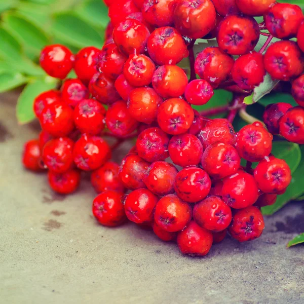 Rowan-berry — Stock Photo, Image