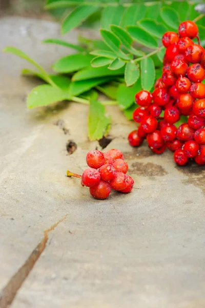 Rowan-berry — Stock Photo, Image