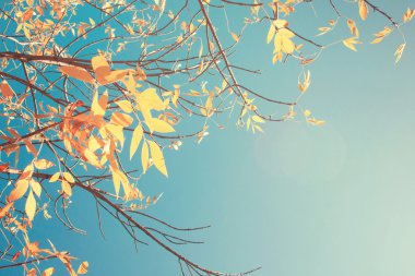 Sonbahar Yaprakları