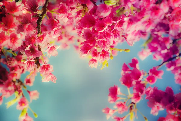 Spring flowers — Stock Photo, Image