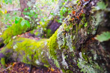 Orman ağaçları. ahşap doğa yeşil