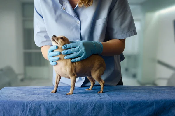 Köpek hayvan hastalıklarıyla ilgili. Güzellik Chihuahua